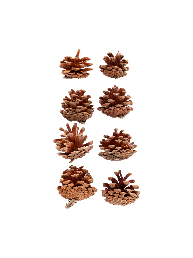 Pine cones